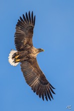 Seeadler in NRW