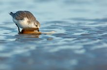 Sanderling