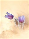 Pulsatilla