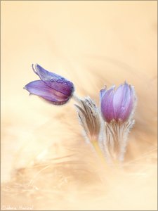 Pulsatilla