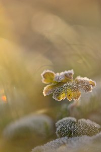 Der erste Frost  und das Licht...