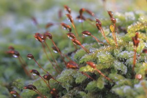 Der Frost weicht dem Morgen