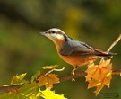 Herbstfarben