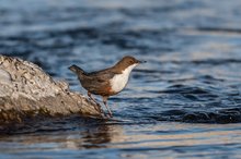 Wasseramsel - Cinclus cinclus