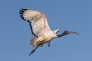 Ibis im Abflug