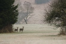 Rehe am Morgen ...