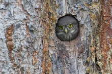 Noch ein paar schöne Augen