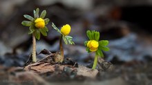 Kleine gelbe Frühlingsboten, doch ...