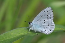 Celastrina argiolus