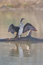 Schwarzer Engel im Streiflicht