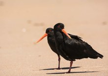 Variable Oystercatcher