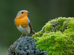 Am Märchenauge Robin...
