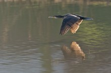 Flug des Kormoran