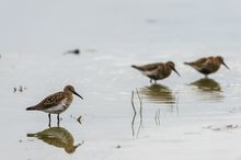 Alpenstrandläufer