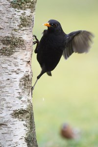 Amselmännchen an der Spechtfütterung