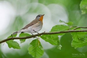 Im Buchenhallenwald