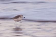 Sanderling