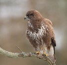 Bussard