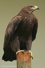 Der Steppenadler - Aquila nipalensis