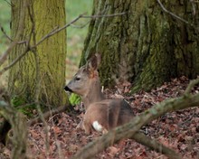 Ruhe im Walde