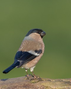 Die stolze Gimpeldame