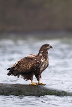 Seeadler ND