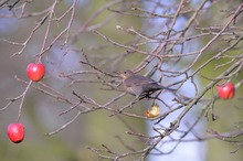 Amsel