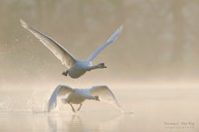 Aufregung am Schwanensee