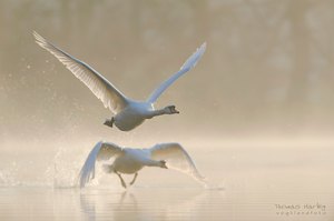 Aufregung am Schwanensee