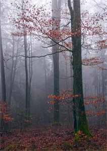 Nebel im Buchenmischwald