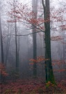 Nebel im Buchenmischwald