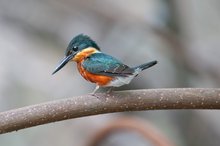 American pygmy Kingfisher