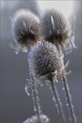 - Winterstrauß -