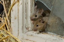 Sendung mit der Maus