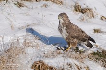 Der Bussard und das Teichhuhn