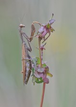 Mantis