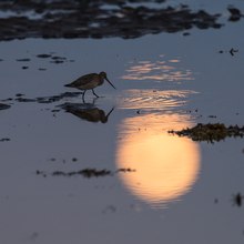 Pfuhlschnepfe bei Vollmond