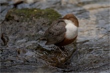 Wasseramsel - Cinclus cinclus