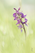 Orchis mascula