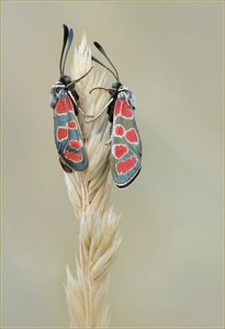 *Zygaena carniolica*