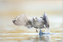 Lachmöwe (Larus ridibundus)