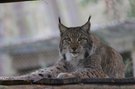 Luchs