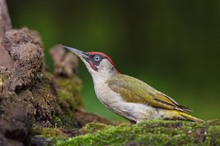 Green Woodpecker