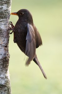 Noch ein Bild vom Amselweibchen......