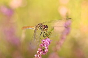 Heidelibelle in der Heide