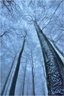 Schnee in der Eifel