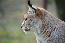 Luchs