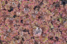 Azolla