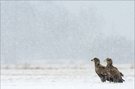 Snowpatrol