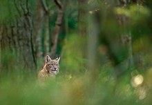 Luchs